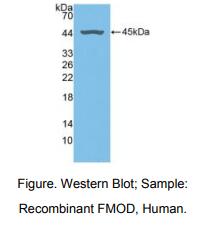 人纤调蛋白(FMOD)多克隆抗体