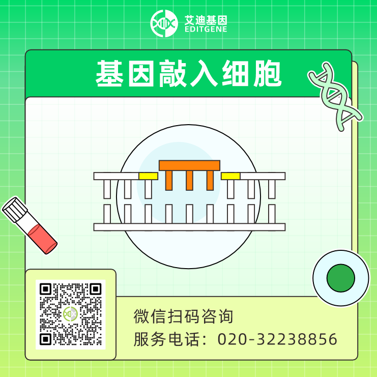 基因敲入细胞
