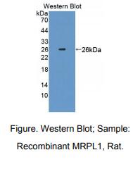 大鼠线粒体核糖体蛋白L1(MRPL1)多克隆抗体