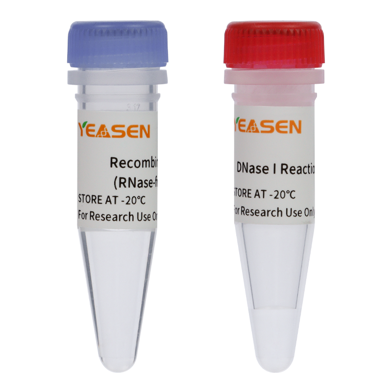 Recombinant DNase I (RNase-free)