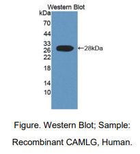 人钙调节配体(CAMLG)多克隆抗体