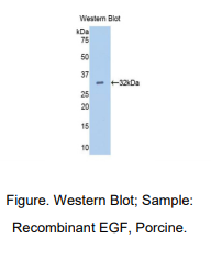 猪表皮生长因子(EGF)多克隆抗体