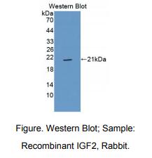 兔胰岛素样生长因子2(IGF2)多克隆抗体
