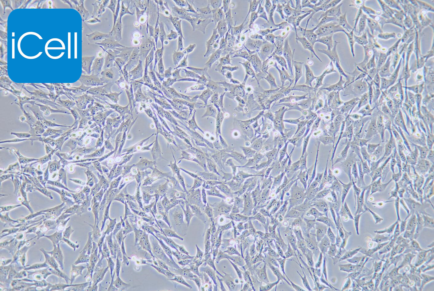 HL-1 小鼠心肌细胞/种属鉴定