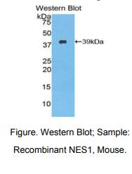 小鼠摄食抑制因子1(NES1)多克隆抗体
