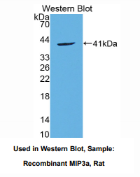 大鼠巨噬细胞炎性蛋白3α(MIP3a)多克隆抗体