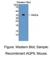 小鼠水通道蛋白9(AQP9)多克隆抗体