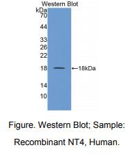 人神经营养因子4(NT4)多克隆抗体