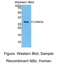 人核因子κB抑制因子ζ(IkBz)多克隆抗体
