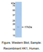 https://msimg.bioon.com/bionline/goods-no-pic.png