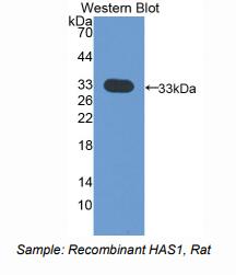 大鼠透明质酸合酶1(HAS1)多克隆抗体