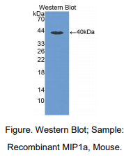 小鼠巨噬细胞炎性蛋白1α(MIP1a)多克隆抗体