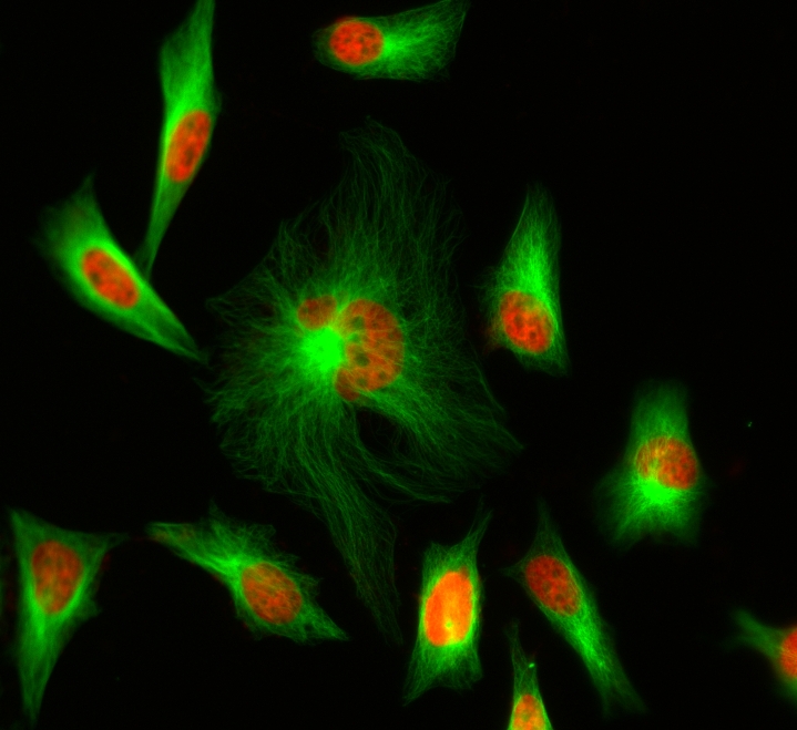 核红 LCS2 活细胞染料
