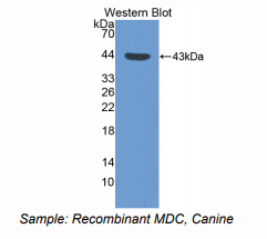 https://msimg.bioon.com/bionline/goods-no-pic.png