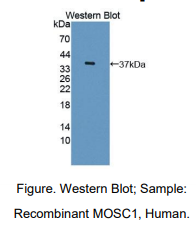 https://msimg.bioon.com/bionline/goods-no-pic.png