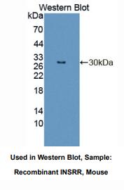 小鼠胰岛素受体相关受体(INSRR)多克隆抗体