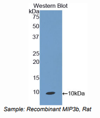 大鼠巨噬细胞炎性蛋白3β(MIP3b)多克隆抗体