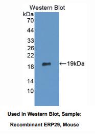 小鼠内质网蛋白29(ERP29)多克隆抗体