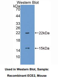 小鼠内皮素转化酶2(ECE2)多克隆抗体