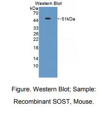 小鼠硬骨素(SOST)多克隆抗体