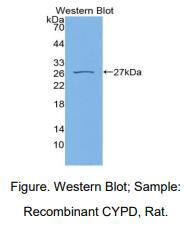 大鼠亲环素D(CYP-40)多克隆抗体