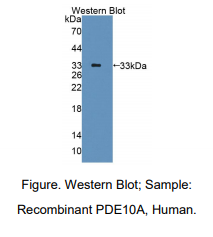人磷酸二酯酶10A(PDE10A)多克隆抗体