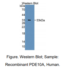 https://msimg.bioon.com/bionline/goods-no-pic.png