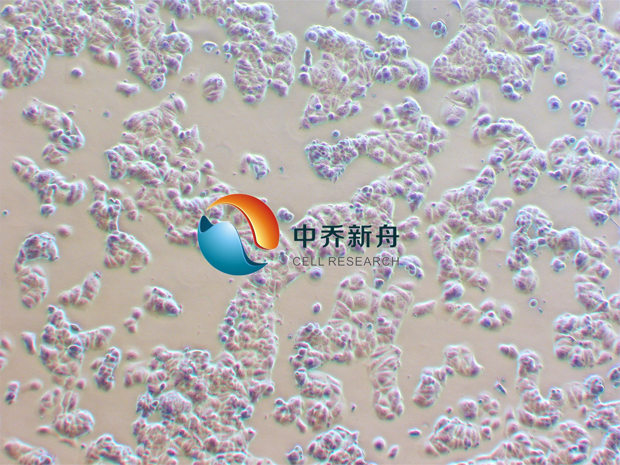 MCF-7/ADr人乳腺癌阿霉素耐药细胞