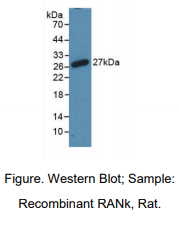 大鼠核因子κB受体激活因子(RANk)多克隆抗体