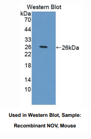 小鼠肾母细胞瘤过表达基因(NOV)多克隆抗体