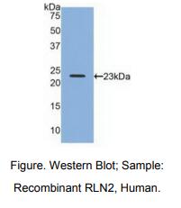 人松弛肽2(RLN2)多克隆抗体