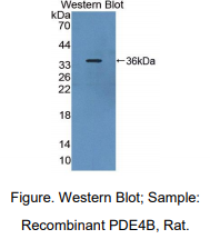 大鼠磷酸二酯酶4B(PDE4B)多克隆抗体