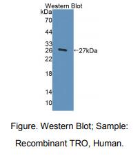 人营养蛋白(TRO)多克隆抗体
