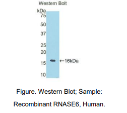 人核糖核酸酶A6(RNASE6)多克隆抗体