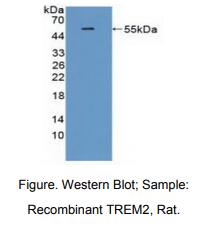 大鼠髓细胞触发受体2(TREM2)多克隆抗体