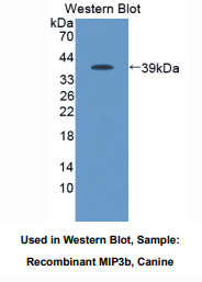 犬巨噬细胞炎性蛋白3β(MIP3b)多克隆抗体