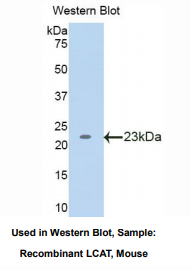 小鼠卵磷脂胆固醇脂酰转移酶(LCAT)多克隆抗体