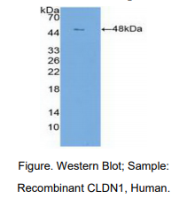 人封闭蛋白1(CLDN1)多克隆抗体