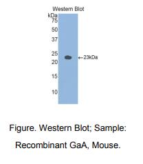小鼠酸性葡糖苷酶α(GaA)多克隆抗体