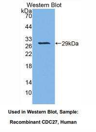 人细胞分裂周期因子27(CDC27)多克隆抗体