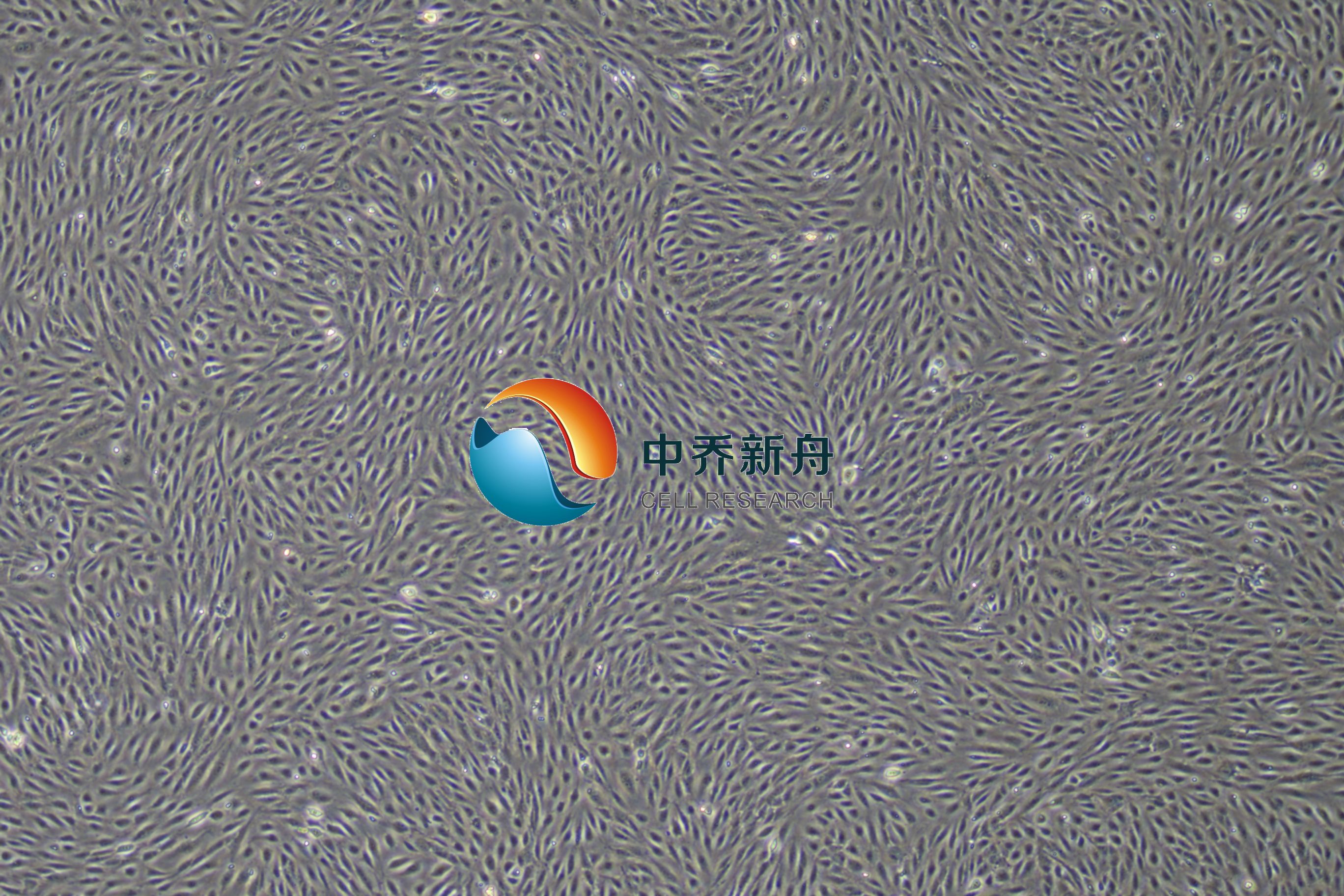 人子宫颈上皮细胞