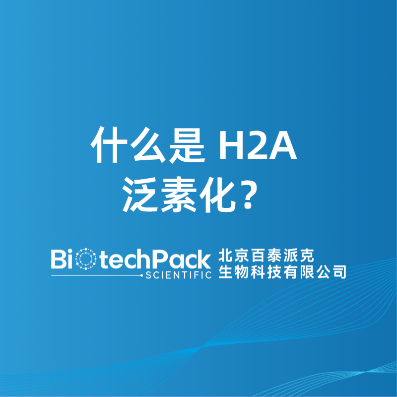 什么是 H2A 泛素化？
