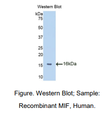 https://msimg.bioon.com/bionline/goods-no-pic.png