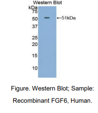 人成纤维细胞生长因子6(FGF6)多克隆抗体