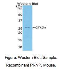 小鼠朊病毒蛋白(PRNP)多克隆抗体
