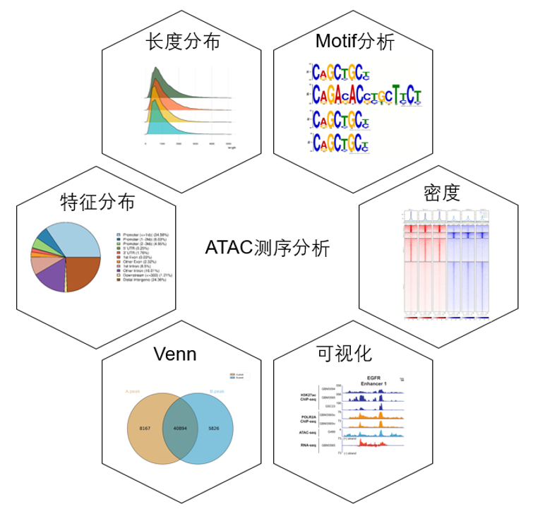 ATAC-seq高通量测序数据分析