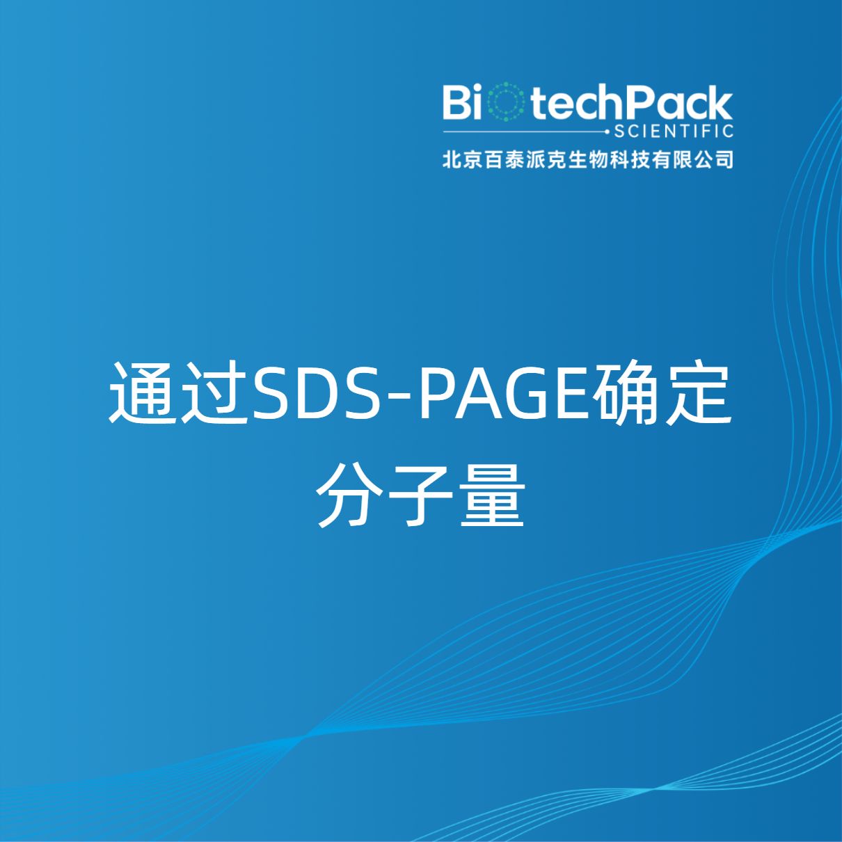 通过SDS-PAGE确定分子量