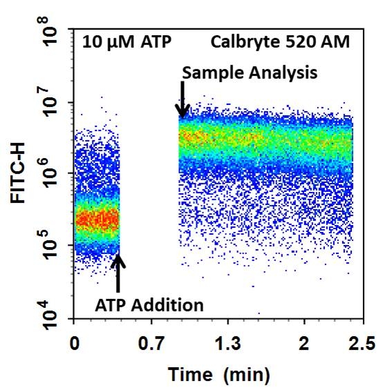 Cell Meter 钙检测流式细胞仪分析检测试剂盒