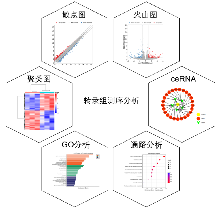 全转录组（transcriptome）高通量测序服务