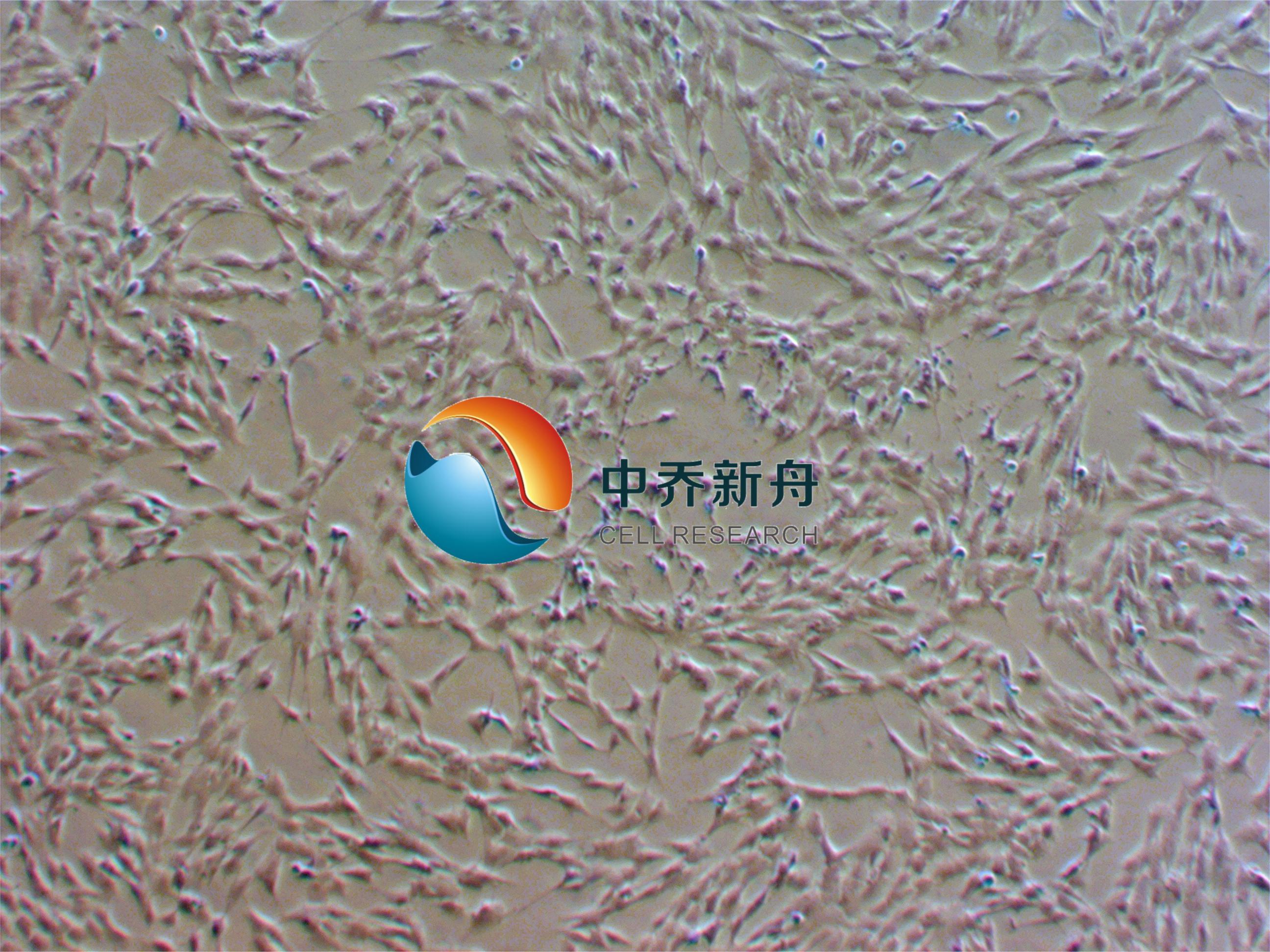 猪骨骼肌卫星细胞永生化